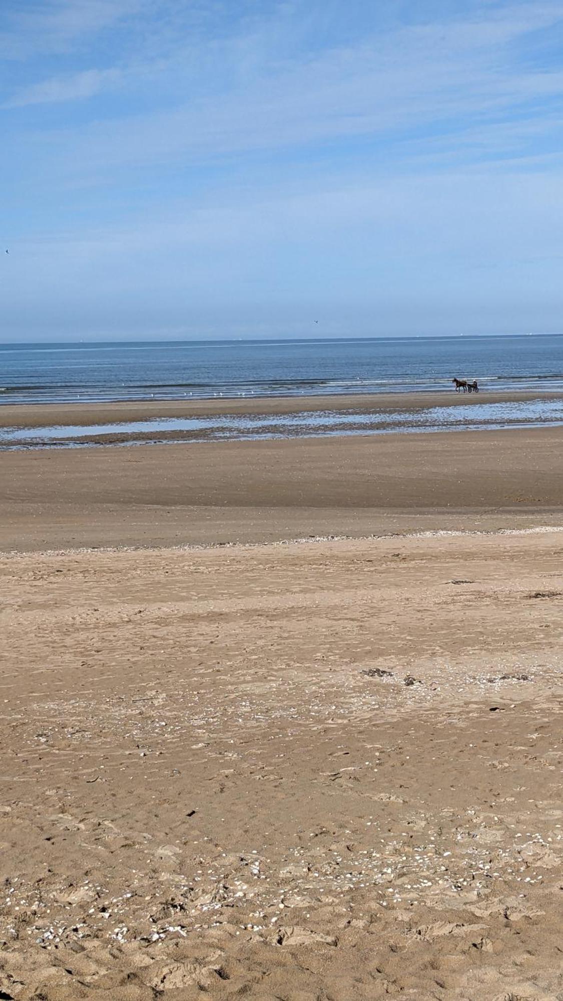 Appartement 1 Chambre A 50 M De La Plage Et Du Centre Apartment Cabourg